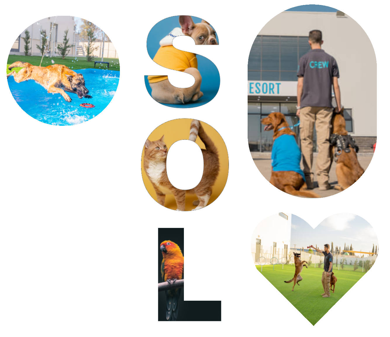 SOL Pet Resort Image